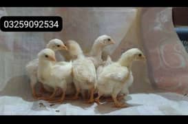 Heera chicks