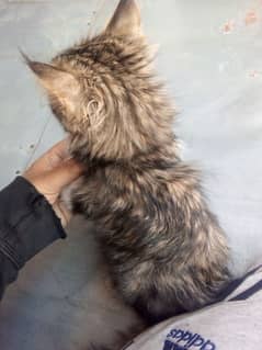 Persian Cat|Cute|Persian Kitten|Kitten For Sale|Cate For Sale