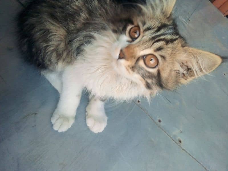 Persian Cat|Cute|Persian Kitten|Kitten For Sale|Cate For Sale 3