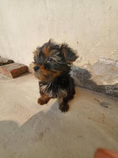 Yorkshire Terrier female for sale