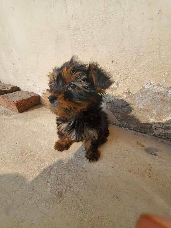 Yorkshire Terrier female for sale 0