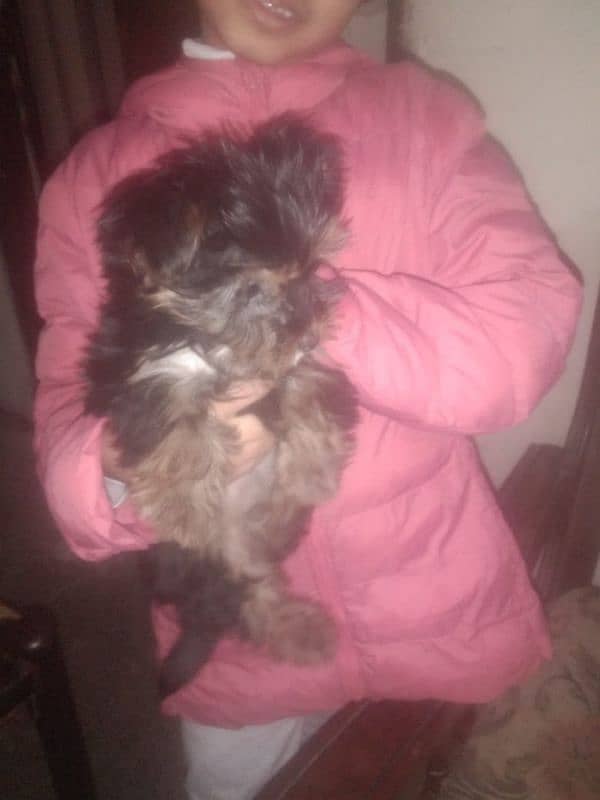 Yorkshire Terrier female for sale 1