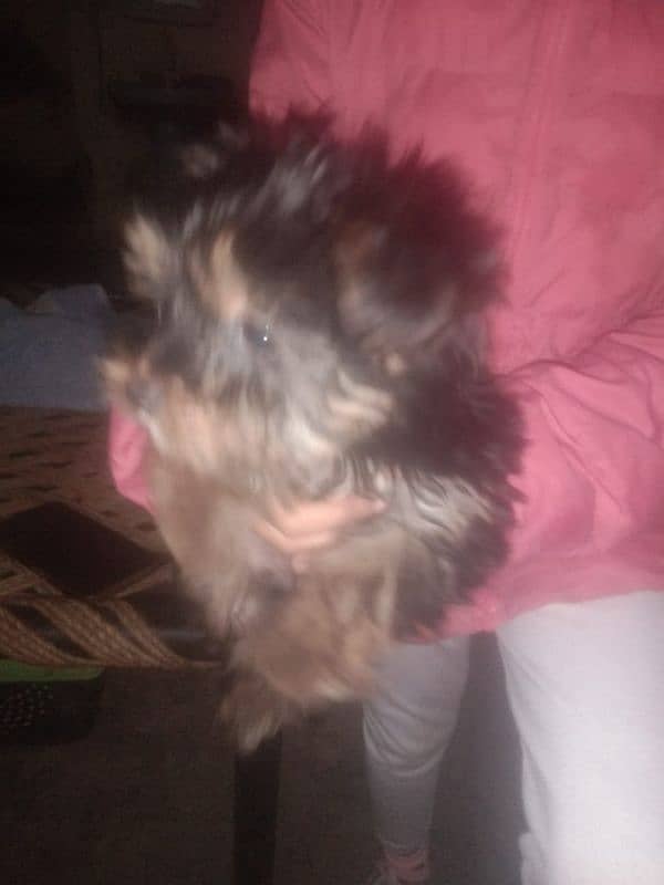 Yorkshire Terrier female for sale 2