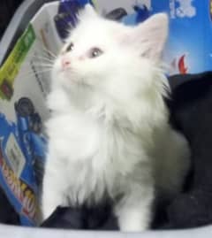 beautiful white and active Persian kitten