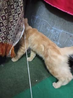 Persian Stud Male for sale