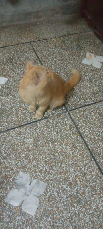 Persian Stud Male for sale 2