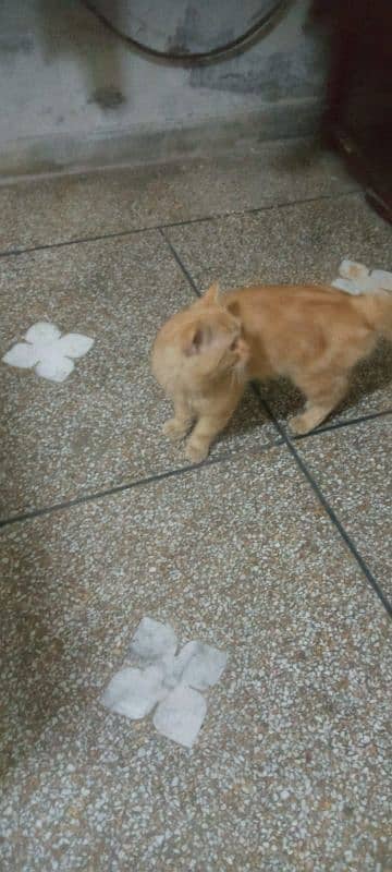 Persian Stud Male for sale 6