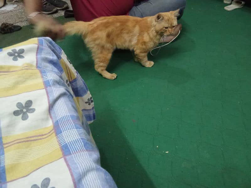 Persian Stud Male for sale 7