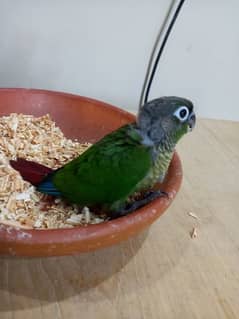 Green chick conure baby/chick parrot