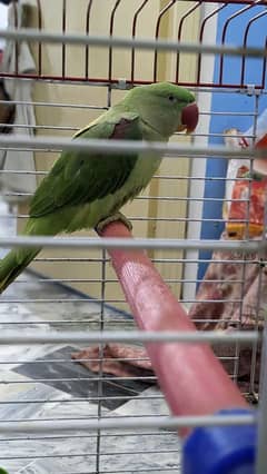 Alexander male parrot