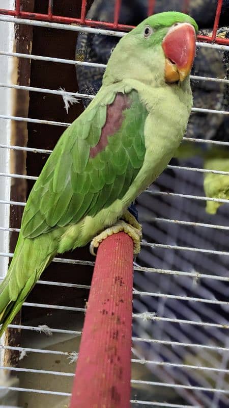 Alexander male parrot 2