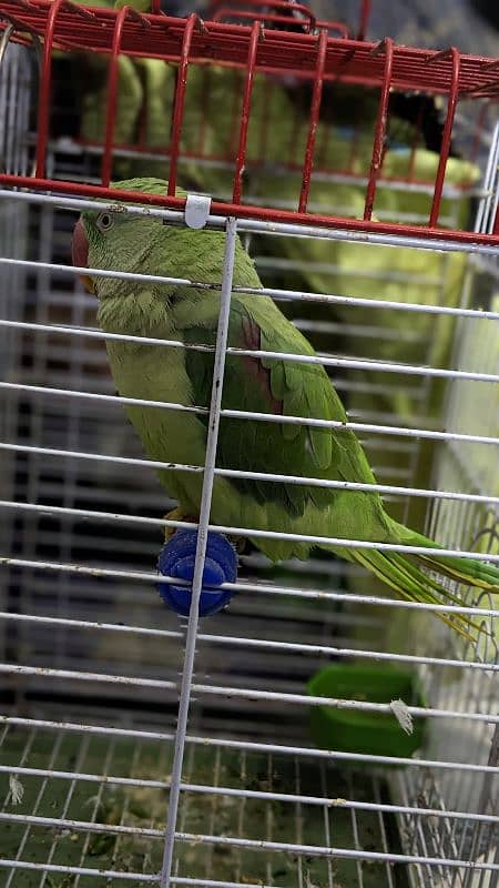 Alexander male parrot 3