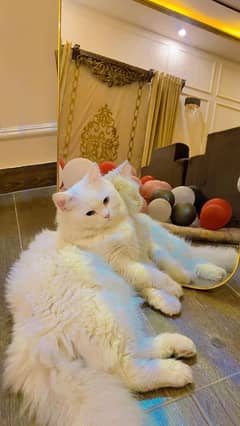 Turkish Angora female cat white color