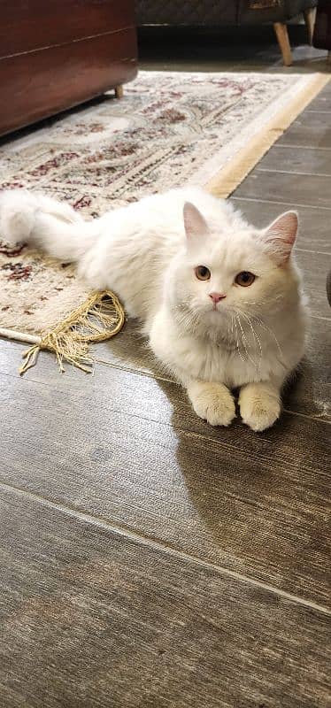 Turkish Angora female cat white color 1