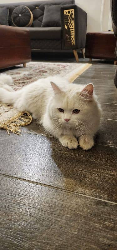 Turkish Angora female cat white color 2