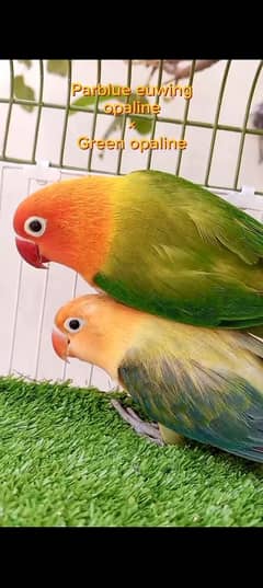 lovebirds breeder pairs for sale with box and eggs