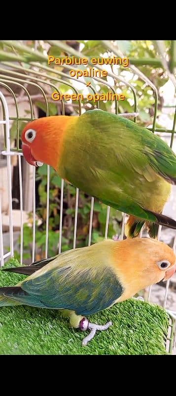 lovebirds breeder pairs for sale with box and eggs 1