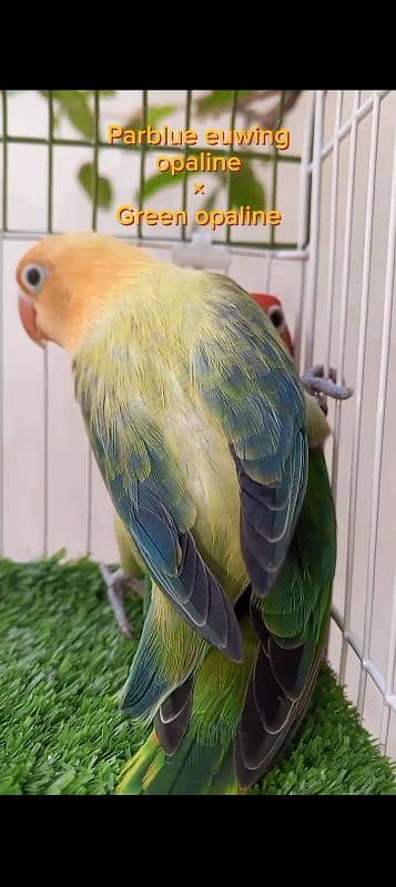 lovebirds breeder pairs for sale with box and eggs 2