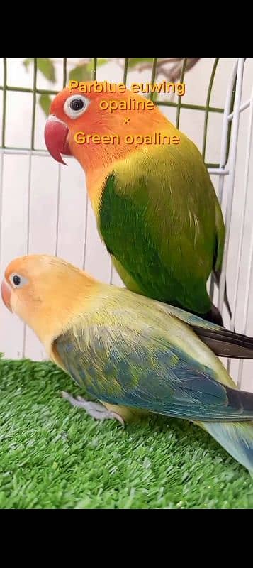 lovebirds breeder pairs for sale with box and eggs 3