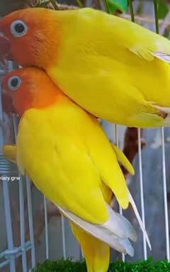 lovebirds breeder pairs for sale with box and eggs