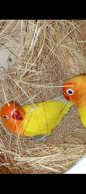 lovebirds breeder pairs for sale with box and eggs 5