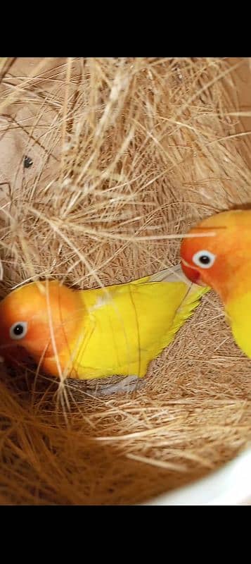 lovebirds breeder pairs for sale with box and eggs 6