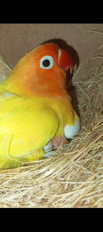 lovebirds breeder pairs for sale with box and eggs 7