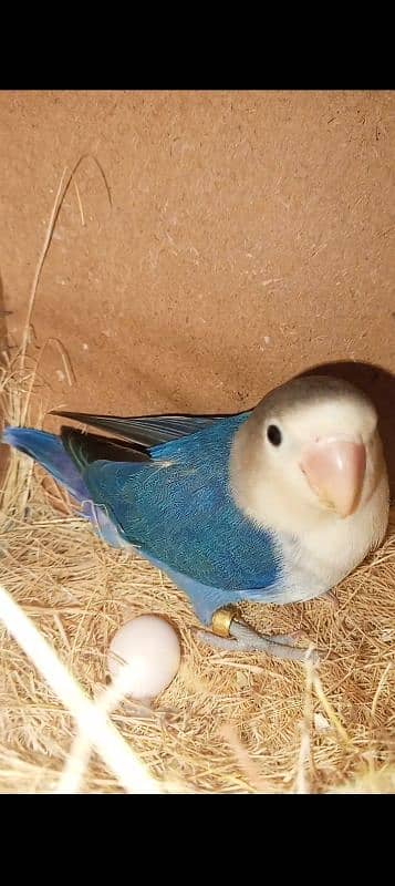 lovebirds breeder pairs for sale with box and eggs 8