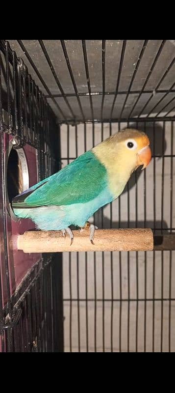 lovebirds breeder pairs for sale with box and eggs 9