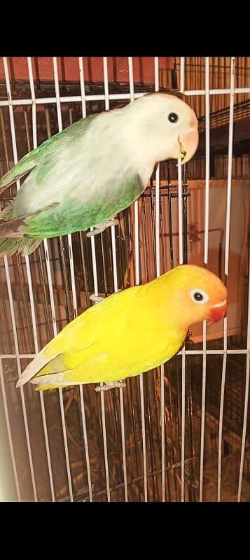 lovebirds breeder pairs for sale with box and eggs 10