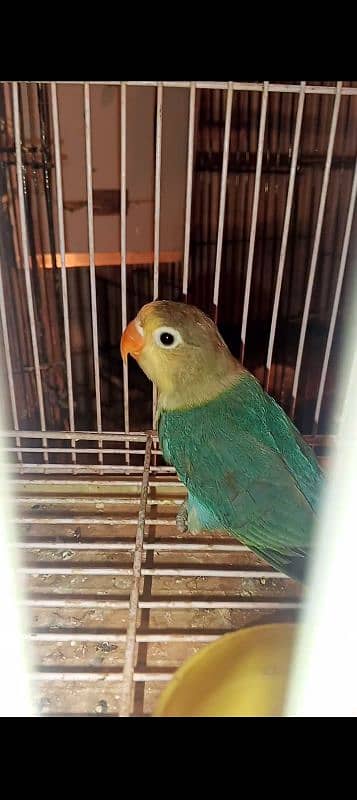 lovebirds breeder pairs for sale with box and eggs 11