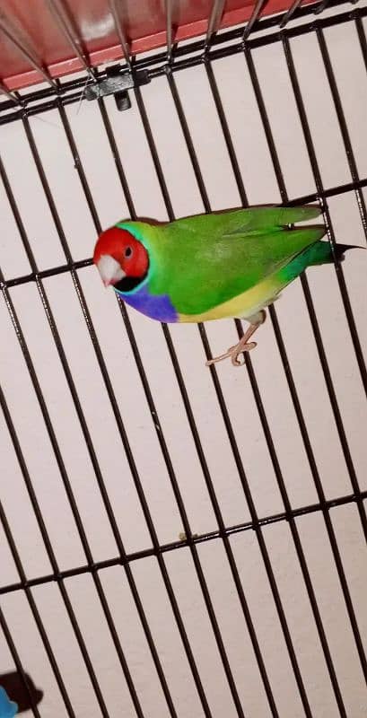 lovebirds breeder pairs for sale with box and eggs 13