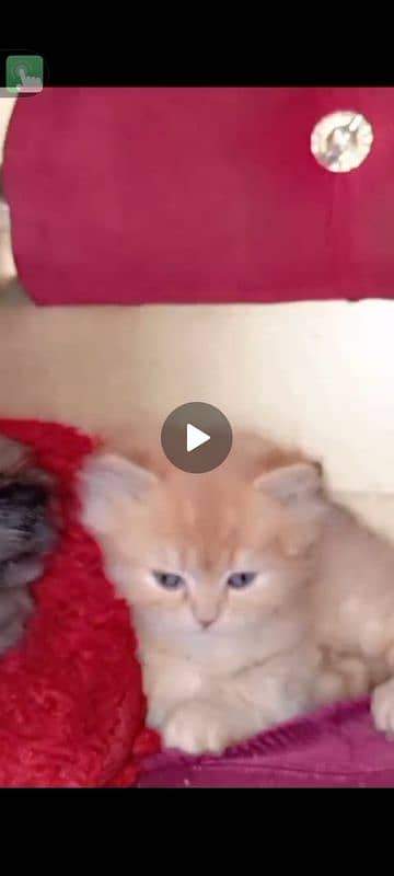 Persia baby cat 1 female 2 male triple coat 2