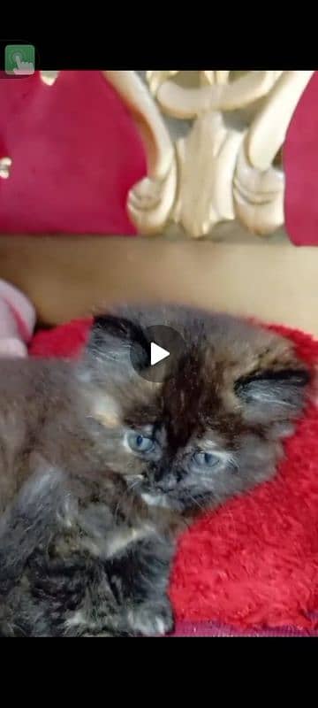 Persia baby cat 1 female 2 male triple coat 3