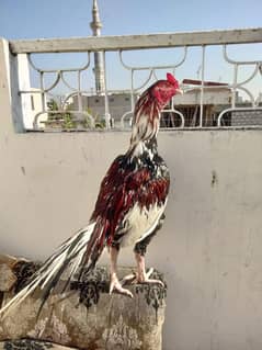 pure mianwali breeder murgha