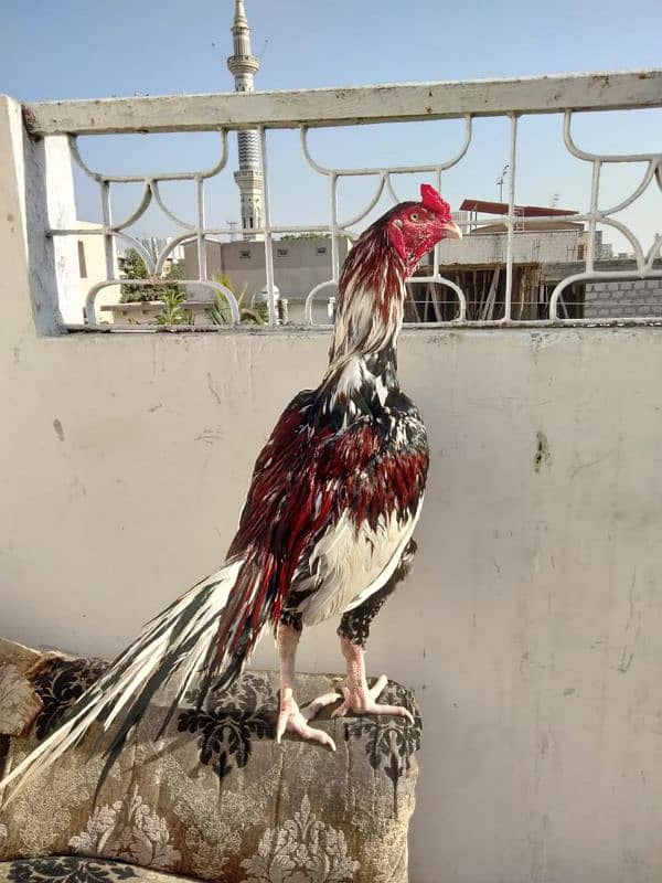 pure mianwali breeder murgha 0