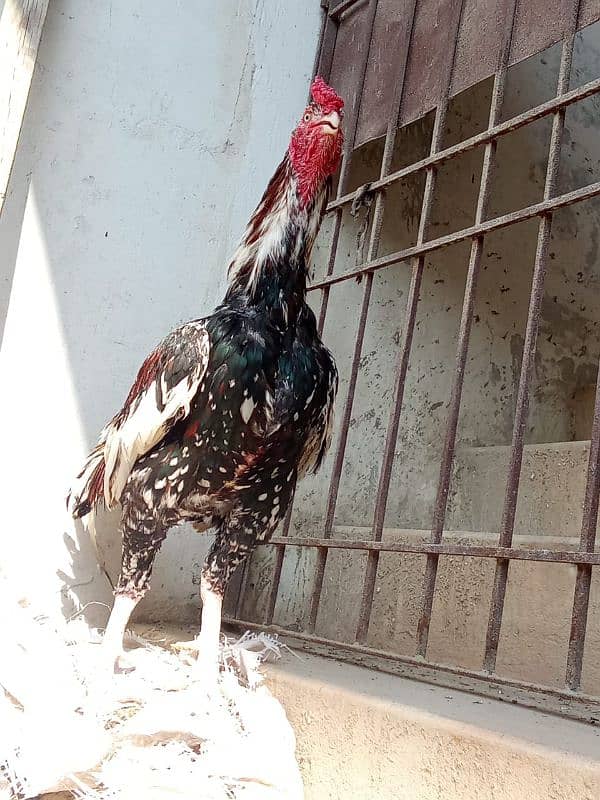 pure mianwali breeder murgha 2