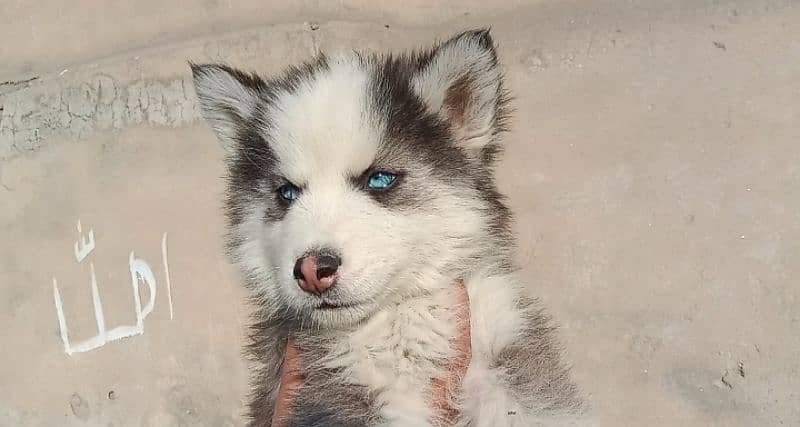 Siberian husky puppies 0