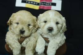 poodle puppies available for sale