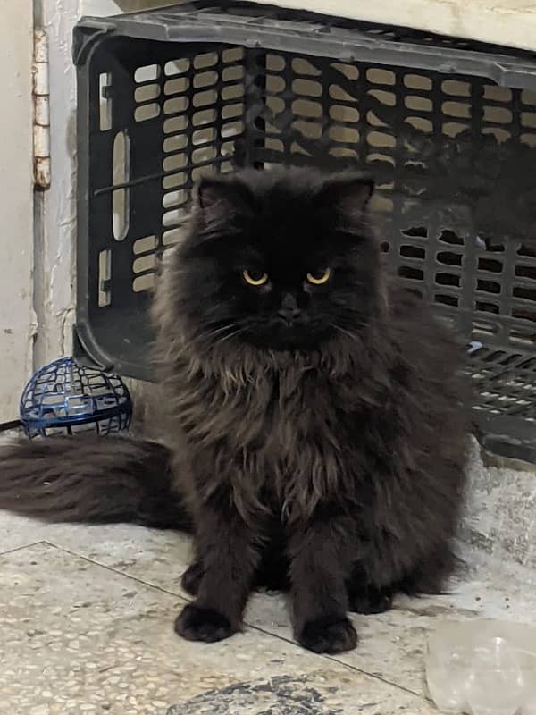 Selling Persian Male Cat 2