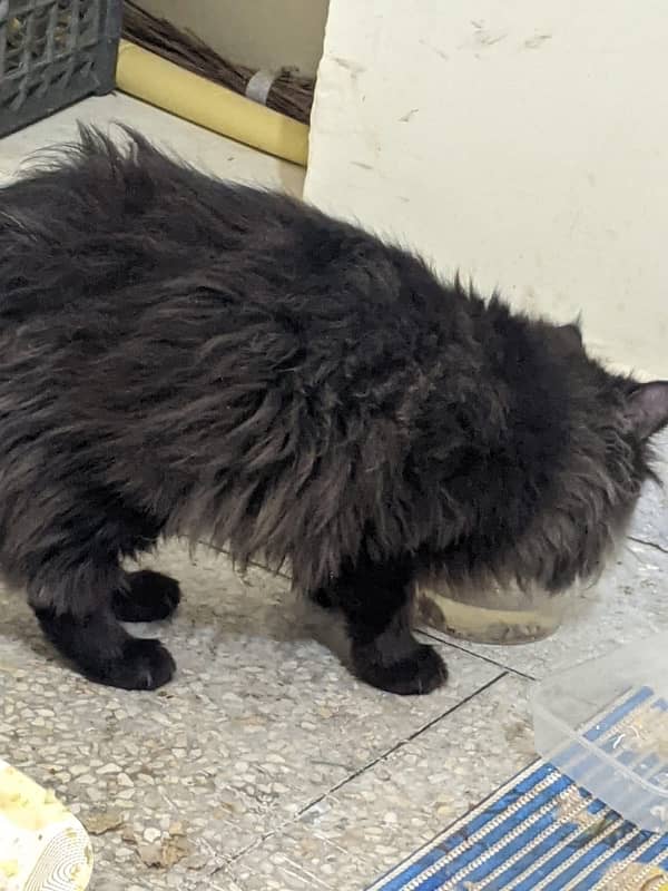 Selling Persian Male Cat 3