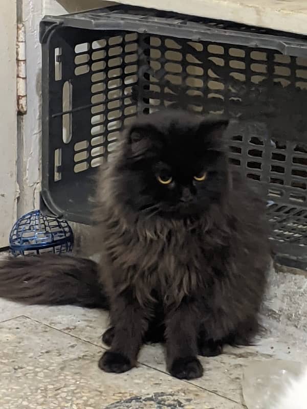 Selling Persian Male Cat 4