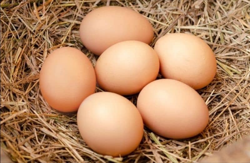 Fertile desi eggs for Sale 0