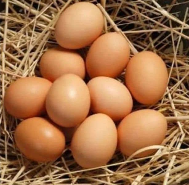 Fertile desi eggs for Sale 1