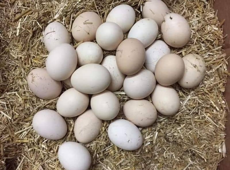 Fertile desi eggs for Sale 2