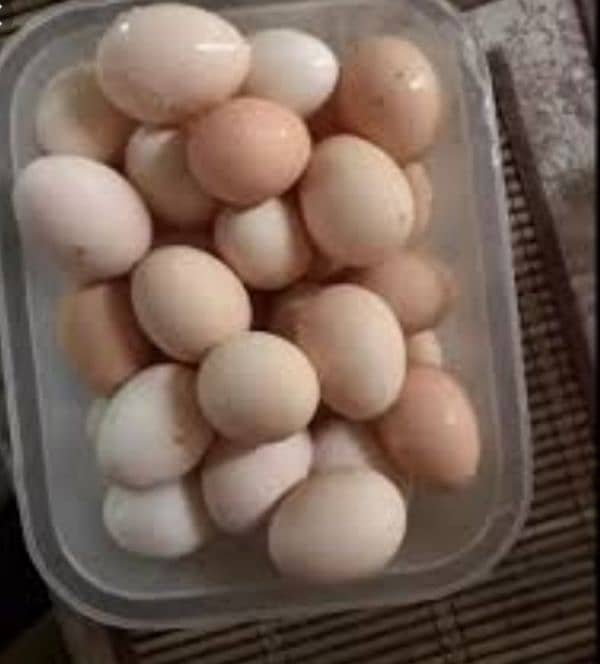 Fertile desi eggs for Sale 3