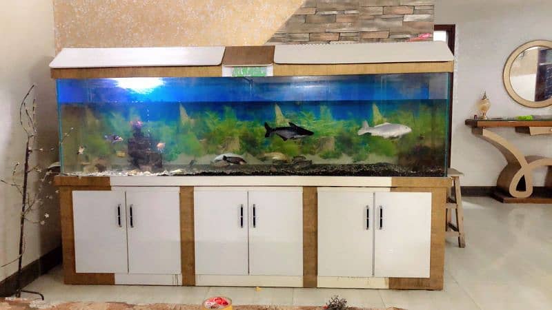 fish aquarium 0