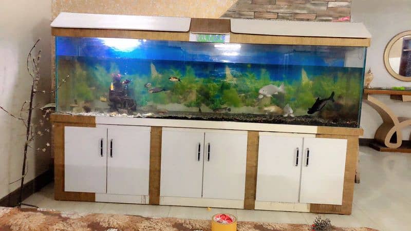 fish aquarium 1