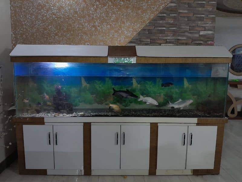 fish aquarium 2