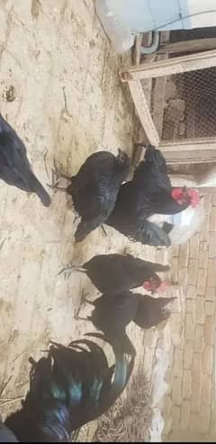 egg laying Australorp